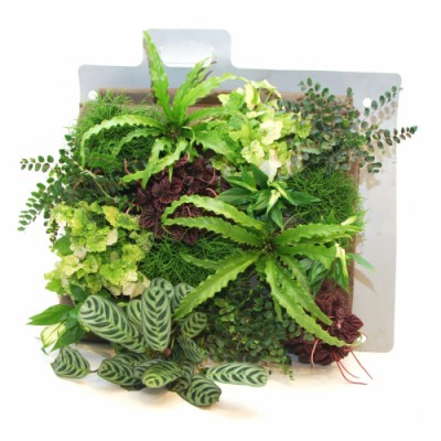 VEGall WALL PANEL - živý panel s vegetací